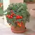 Tomato, Patio Untreated - 1,000 Sd Ct