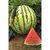 Watermelon, Dixie Queen - 1/2lb