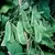 Limas, Woods Prolific - 50lb