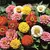 Zinnia, Lilliput Mix - 1/2 lb