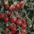 Tomato, Amish Salad - 1,000 Seed Count