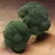 Broccoli, Gypsy Hybrid 1,000 Seed