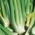 Celery, Golden Self-Blanching - 1lb