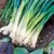 Onion, Long White Bunching Tokyo - 1,000 Seed Count