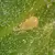 Amblyseius ( Neoseiulus ) cucumeris 250,0, 5 liter bag, vermiculite carrier ( Thrips )
