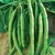 Beans, White McCaslan Pole - 25lb
