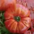 Tomato, Beefsteak - 1/2oz