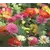 Zinnia, Cactus Flower Mix - 1/2 lb