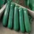 Squash, Commander Hybrid 1,000 Seed