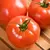 Tomato, Celebrity Hybrid Treated - 10,000 Seed Count