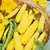 Squash, Golden Delight 1,000 Seed Count
