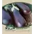 Eggplant, Black Beauty - 1oz