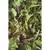 Mixed Greens - 1/2oz