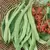 Beans, State Half Runner - 25lb