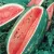 Watermelon, Florida Giant 1/2oz
