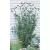Panacea 80" Black Forged Fan Trellis With Leaves