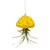 APM Air Plant Jellyfish Yellow/Gold