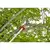 Corona FlexREACH Pruner Head