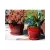 Verandah 7.5" Butter Cup Sz A Trd