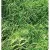 50 lb Bag Annual Rye Grass Seed