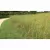 5 lb Bag Low Maintenance Turf Mix Grass Seed
