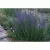 1 lb Rocky Mountain Wildflower Seed