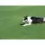 5 lb Bag Clubhouse CPQ & ST Perennial Rye Blend Grass Seed