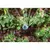 Hunter MP Rotator Corner Strip Rotary Nozzle 8' - 15' Adjustable | MPCORNER