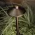 Path Light, 1 W Bi-Pin G4 T3 LED/Halogen Centennial Brass