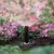 Rain Bird MPR Nozzle 5' Half Circle | A47083