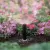 Rain Bird MPR Nozzle 8' Quarter Circle | A4702001