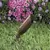20 W Ceramic MR-16 Halogen Standard Architectural Bronze Die-Cast Copper-Free Aluminum Landscape 2219 Series Up and Accent Light | VISGR2219Z