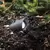 Wac Lighting Accent Luminaire, LED Aluminum Mini Landscape | 5111-27BK