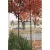 3/4" x 7' Dark Green Powder Coated Steel R2 Single Industry Standard Tree Staking System | REP101067