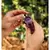 Rain Bird Drip Emitter, 1/2" Or 3/4" X 1/4" Barb X Barb Xb 100/Inner Carton | X68530