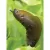25 lb Granule Slug and Snail Bait | NTASLUGGO