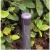 1/2" FIPT 4 gph Plastic Silicone Diaphragm Pressure Compensating Non-Effluent Drip Bubbler | TOLLF40PC