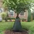 20 Gallon For Up to 4" Dia Trees Trunks Sapling Soaker | SRWTREEBAG20
