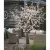 8.5' Warm White 5 mm LED Cherry Blossom Tree | HBLCBTR8WW
