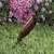 Rust Die-Cast Copper-Free Aluminum MR-16 LED Landscape Series 2219 Model Up and Accent Light | VISGR2219RNL