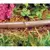 Toro Landscape Dripline 5/8" x 250' 1 gph 18" Space Brown | T-PCB1810-12-100