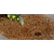1.9 Lpm RZWS Series Root Zone Watering System | HTRRZWS1850R