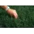 Raw and Unhulled Bermuda Grass Seed