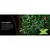 25.4 cc Articulating Shafted Hedge Trimmer | ECHHCA2620S