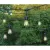 E26 S14 2400K LED Replacement Vintage Patio Bulb | HBLREPLLEDVINWW