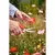 Floral Scissor, Stainless Steel Blade | FS 3394