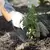 AMES TRANSPLANT TROWEL TEMPERED