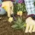 Tempered Steel Hand Weeder | 2447000