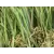 GST Super Natural 80 80 oz/yd2 Synthetic Turf, 80 oz/yd (H) 2 2" x (W) 15' | GSYSUPERNATURAL80