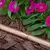 Rainbird XFS-CV 1/2" Sub-Surface Dripline, 12", 0.4 gph, 500' | X49002MX